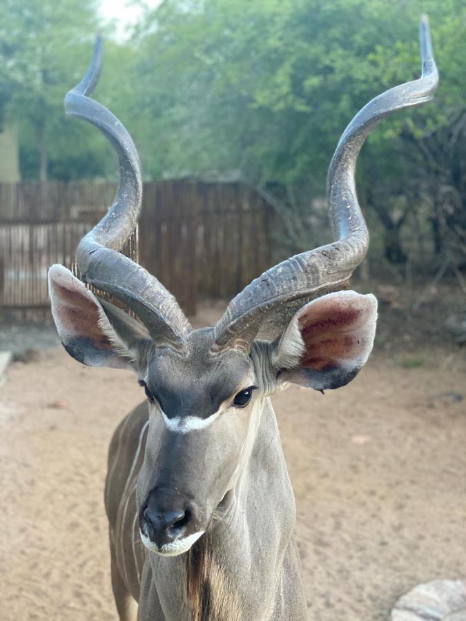 Birdsong Kruger Vila Marloth Park Exterior foto