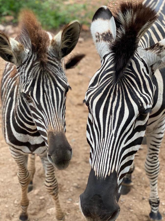 Birdsong Kruger Vila Marloth Park Exterior foto